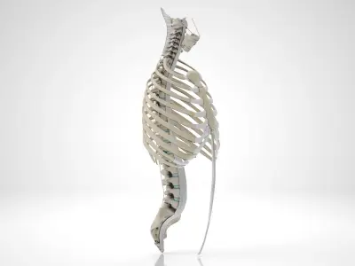 Human Trunk with Ligaments 3D model