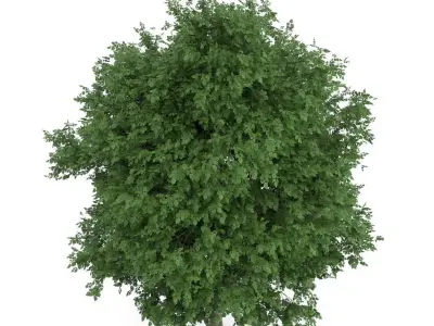 Large-leaved Lime Tree Tilia platyphyllos 3D model