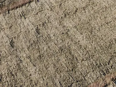 Thatch Roof Texture