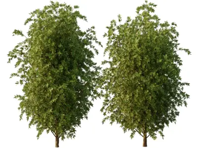 beautiful tree02 Free 3D model