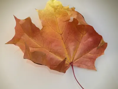  Collection of Autumn leaves 