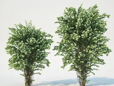 Philadelphus Coronarius adult 3D model