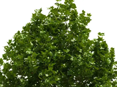 Platanus x hispanica 201SU V2 3D model