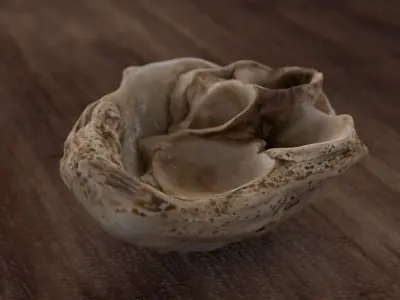 Fossil Sea Shells 3D model