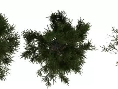 Tall Forest Pine Trees Pack Low-poly 3D model