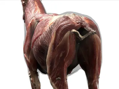  Deer Anatomy 3D 