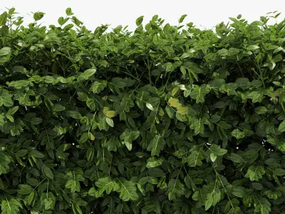  Architectural Boxwood Hedges and Topiary Pack 