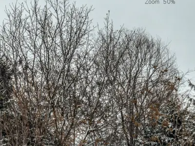 Panorama with snow-covered trees and a field - 30k 3D model