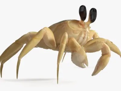  Atlantic Beach Crab Rigged for Maya 