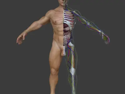 Human Male Full Body Anatomy 3D model