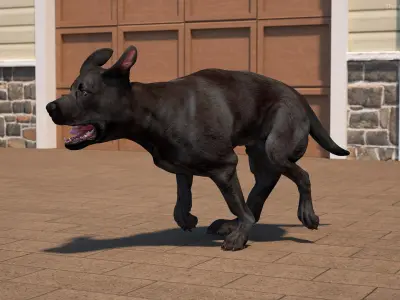  Black Labrador Dog Running Animated Rigged for Maya 
