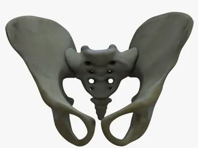 Human Torso Detailed Skeleton 3D model