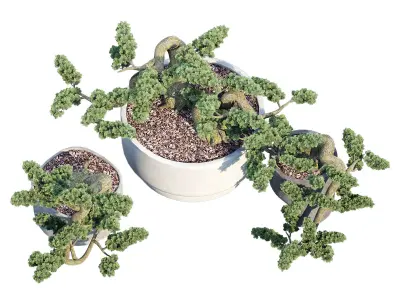 Bonsai three plants in pots 3D model