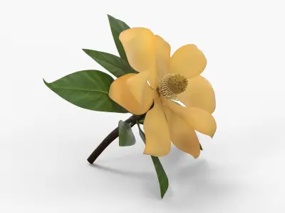  Yellow Flowering Plants Collection 4 