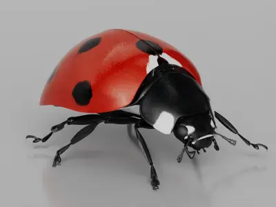  Flying Ladybug Animated Rigged for Maya 