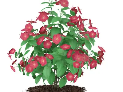 Hibiscus Flowers Hibiscus rosa-sinensis 3D model