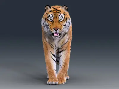  Tiger Rigged Fur 
