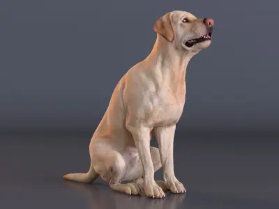  Begging White Labrador Dog Pose Animated Rigged for Cinema 4D 