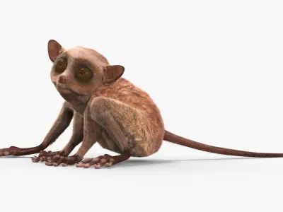  Tarsier Fur for Cinema 4D Rigged 