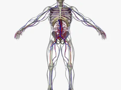 Circulatory System with Skeleton 3D model