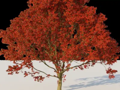 Pack of 6 Maple trees 3D model