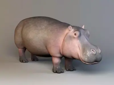 HIPPOPOTAMUS 3D MODEL hippo Free 3D model