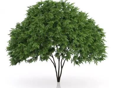 Elderberry Tree Sambucus nigra 3D model