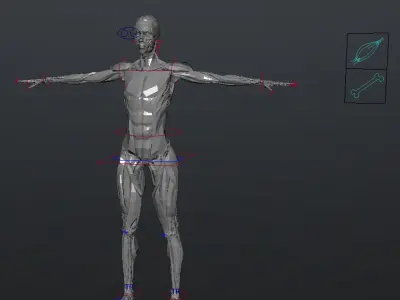  MAYA RIGGED Female Body, Muscular &amp; Skeletal Systems Anatomy 3D Model 