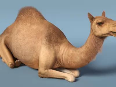  Resting Camel with Fur 