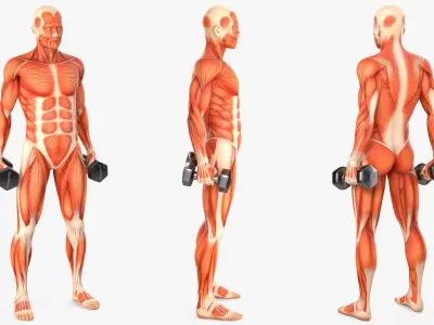  Anatomy Male Muscular System Biceps Curls Animated Rigged for Cinema 4D 