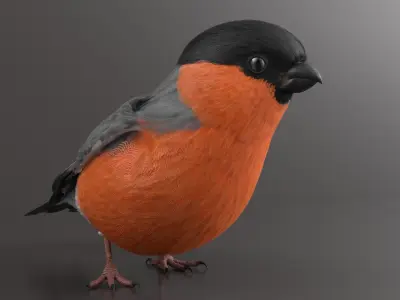  Bullfinch Male Bird Flying Animated Rigged For Maya 