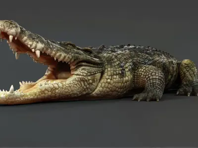  Crocodile RIG 