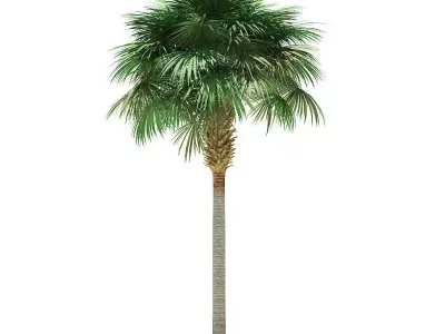 Sabal Palm Tree 3D Model 9m 3D model