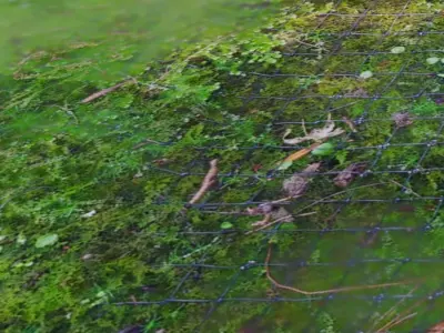 3 Surface of Moss set 3D model