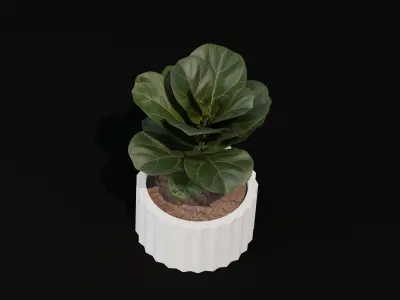 Free Realistic 3D Model Fiddle Leaf Fig Table Plant Free 3D model