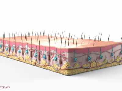  Skin Hairs Cross Section 