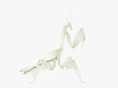  Praying Mantis White 