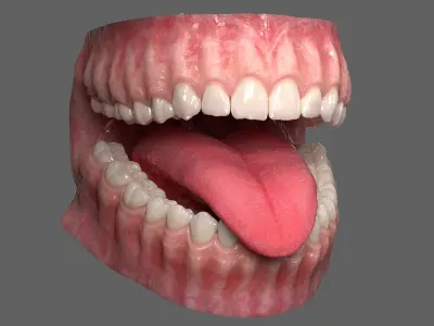  Realistic Dental Model With Gums Teeth and Tongue 