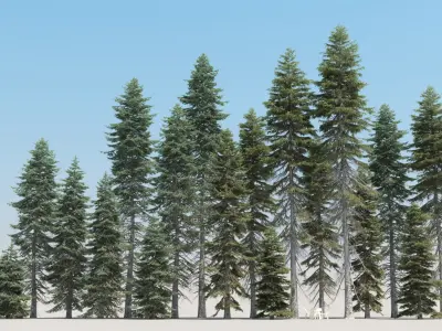  20 Picea Abies Trees with snow 
