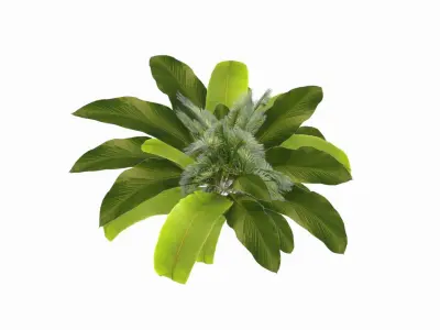 Banana Plant Low-poly 3D model