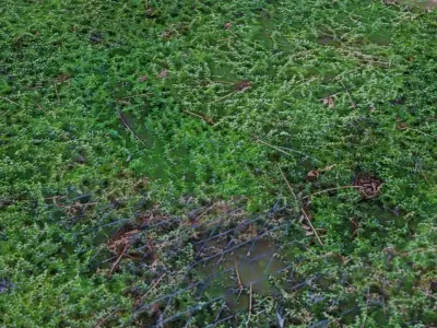 3 Surface of Moss set 3D model