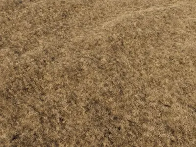 dried grass 3D model