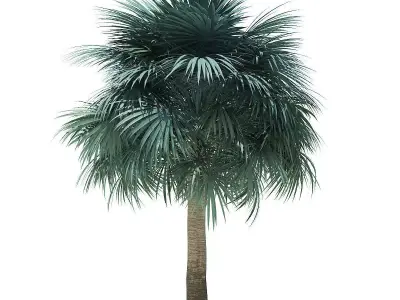 Silver Fan Palm Tree 3D Model 6m 3D model