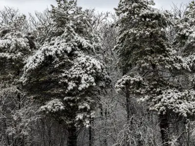 Panorama of a forest with snow-covered trees - 30k 3D model