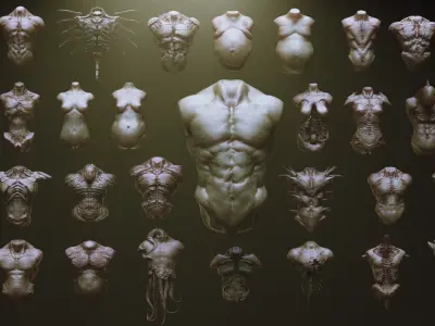 TORSOS - 33 Character and Creature Insert meshes and OBJs 3D model