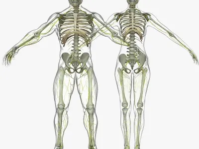 Human Male And Female Nervous System 3D model