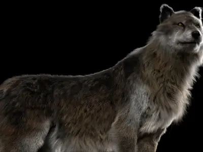  Wolf Fur Animated Rigged 3D 