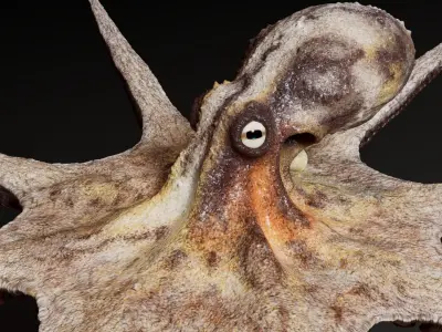  Octopus Multicolor 3D Model 