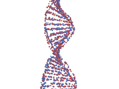 DNA Molecule v4 006 3D model