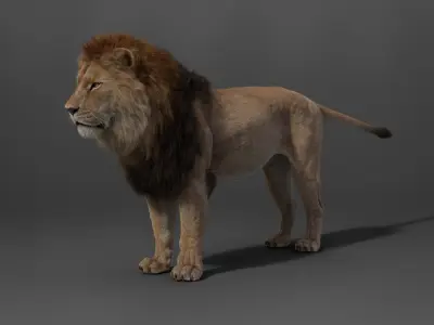  Male Lion Animated 